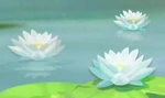 Water lilies
