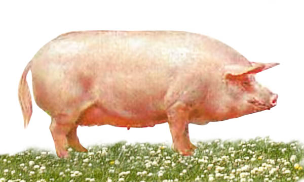 Защита и сохранение популяции украинских степных свиней