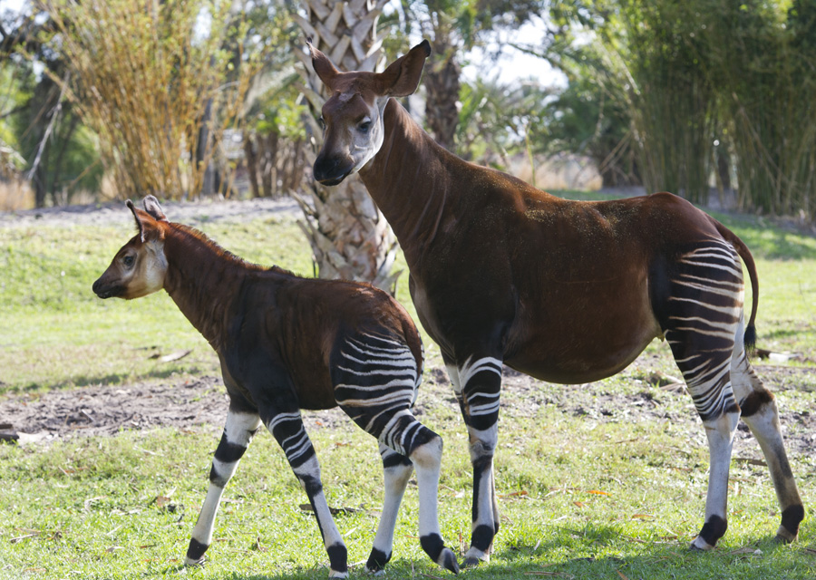 Okapi African Rainforest Mammal, Endangered Species Britannica
