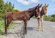 Donkey
