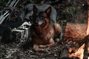 Dog (The Walking Dead)