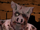 Piggsy