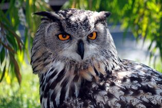 YoorasianEagleOwl
