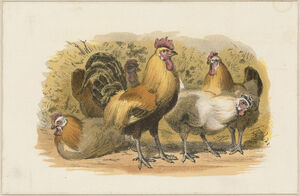 HensAndRooster19thCentury