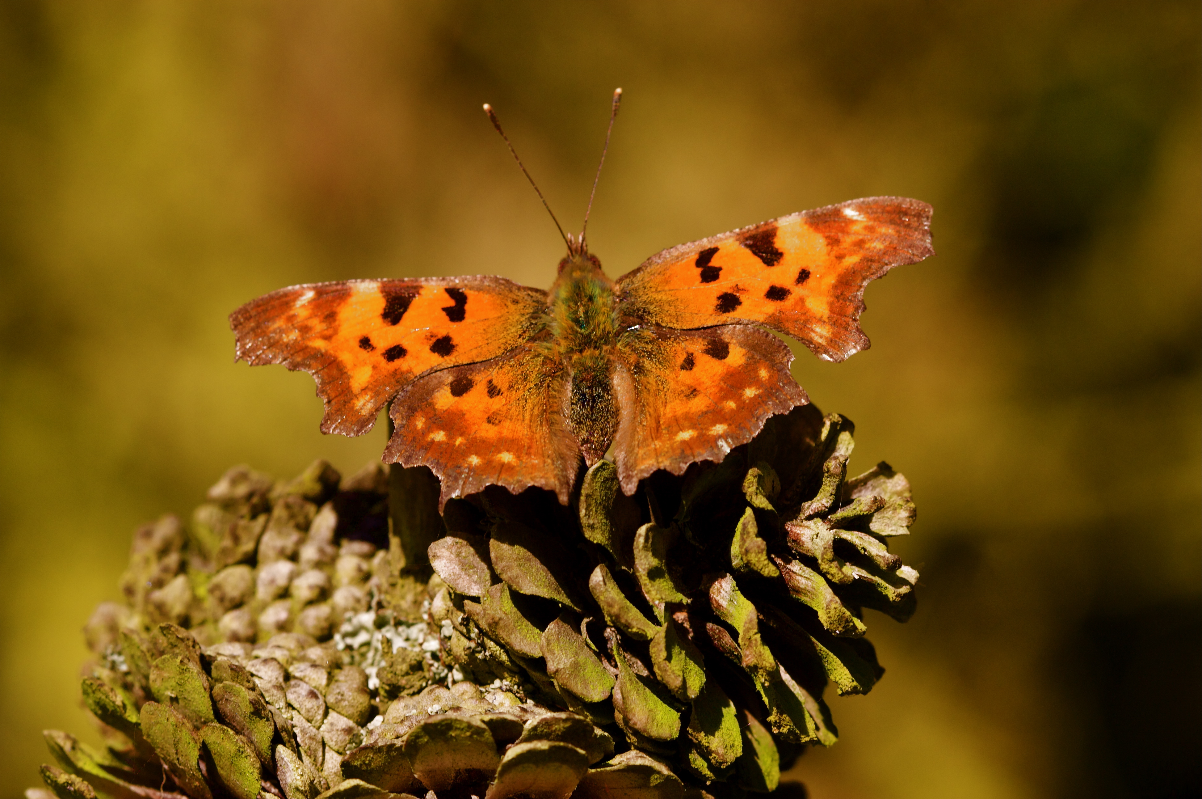 The Butterfly by Hans Christian Andersen