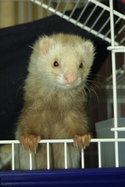 FerretInCage