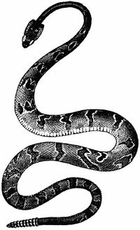 EncyclopaediaBritannica1911Rattlesnake
