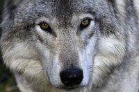 GreyWolf