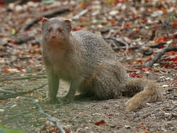 ZatIndianMongoose