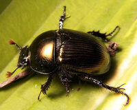 2004DungBeetle