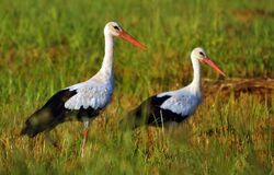 2Storks2011