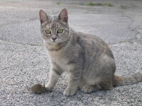 2004CatAndMouse