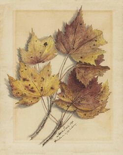 StudyOfAutumnLeavesLouisGrube1896