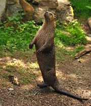 Otter