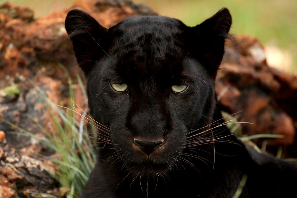 panther eyes