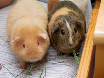 2AdultGuineaPigs