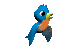Birdi