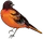 Cuckoo bird