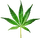 Cannabis