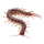 Centipede