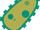 Bacteria