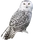 Snowy owl