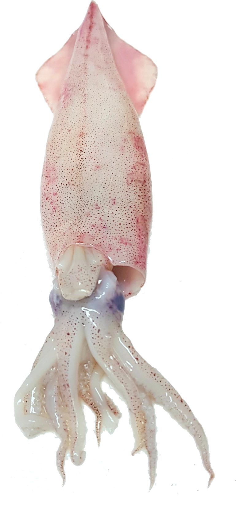 Кальмар Ozon