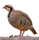 Chukar