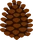 Pinecone