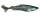 Greenland shark