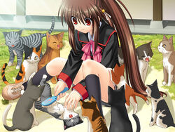 Rin And Cats