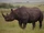 Rhinoceros