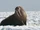 Walrus