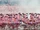Flamingos