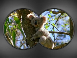 Koala tree