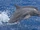 Dolphins