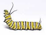 Caterpillar/Butterfly