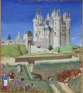 September Harvesting Grape