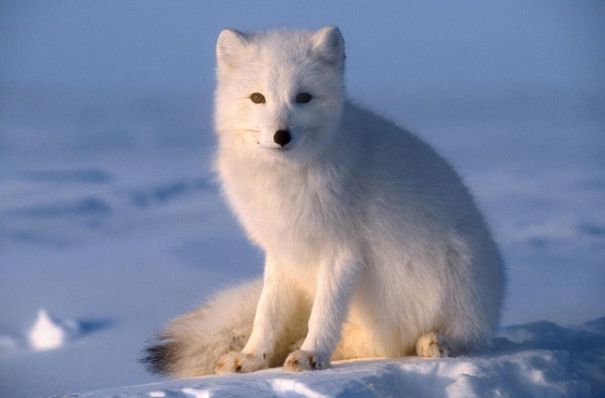 Arctic Fox | Little Einsteins Wiki | Fandom