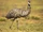 Emus