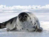 Seal