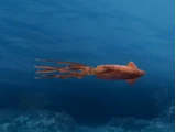Squid