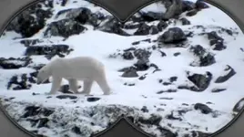 The Polar Bears from Quincy’s Binoculars