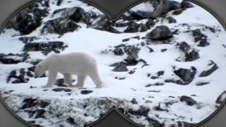 Polar bear, Little Alchemy Wiki