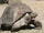 Galapagos Tortoise
