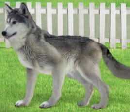 The Big Bad Wolf