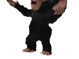 Baby Chimp
