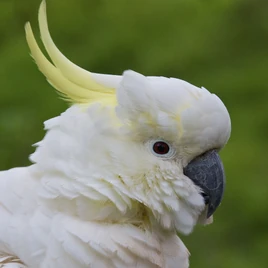 Cockatoo