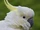 Cockatoo