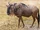 Wildebeests